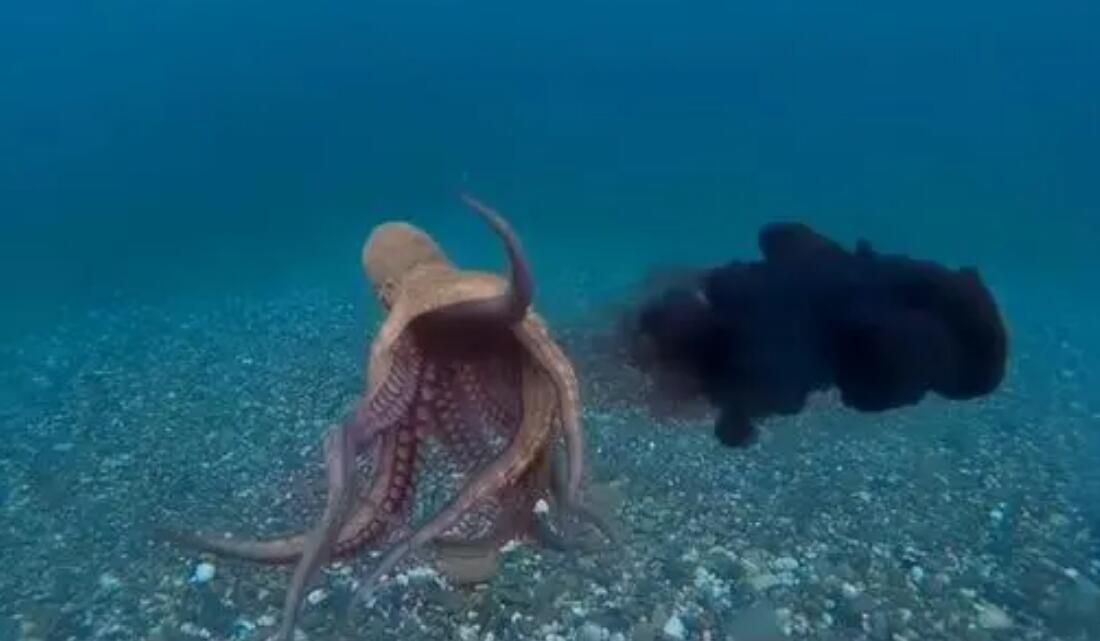 但这种毒素对人体无害,我们也可以用章鱼的墨汁来充当墨水进行书写