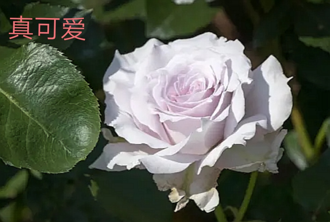 掛軸 龍門 河本 翠華 最大88%オフ! 掛軸 龍門 河本 翠華 最大88%オフ!