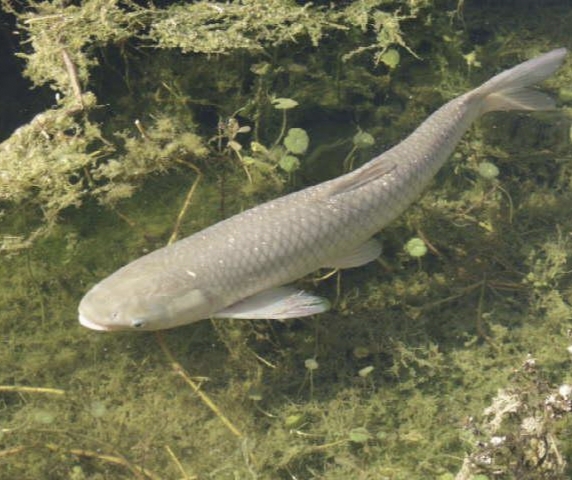 鱼塘里养殖千条草鱼纯草喂养需要种植多少亩象草才能够供应呢
