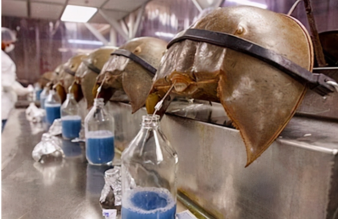 鲎诞生于5亿年前蓝色血液价比黄金