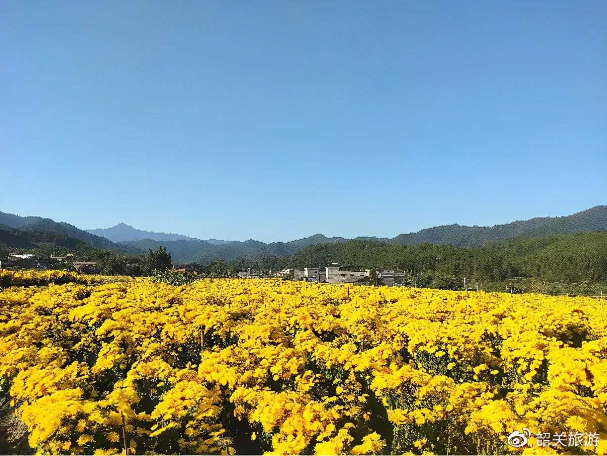 准备打卡！金丝皇菊花海、银杏...周末来南雄这条线，玩法不重复