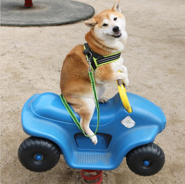 20張狗狗搞笑圖片，趕快給勞資刪了，我不要面子的啊