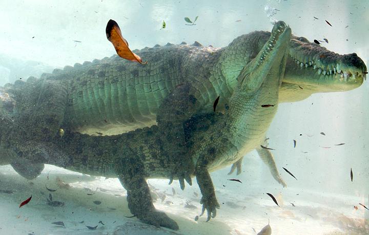 鳄鱼的尾巴又大又长，它们是怎样完成高难度交配的？
