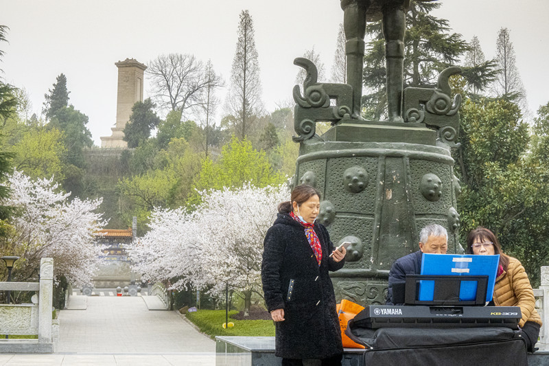 随州：樱花开正艳 市民来打卡