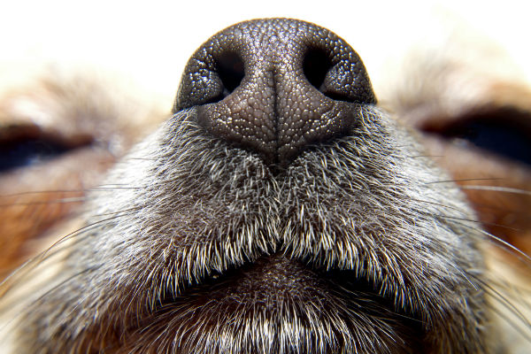 狗狗鼻子变干燥是正常的吗？可能是生病的提醒信号，主人要警惕
