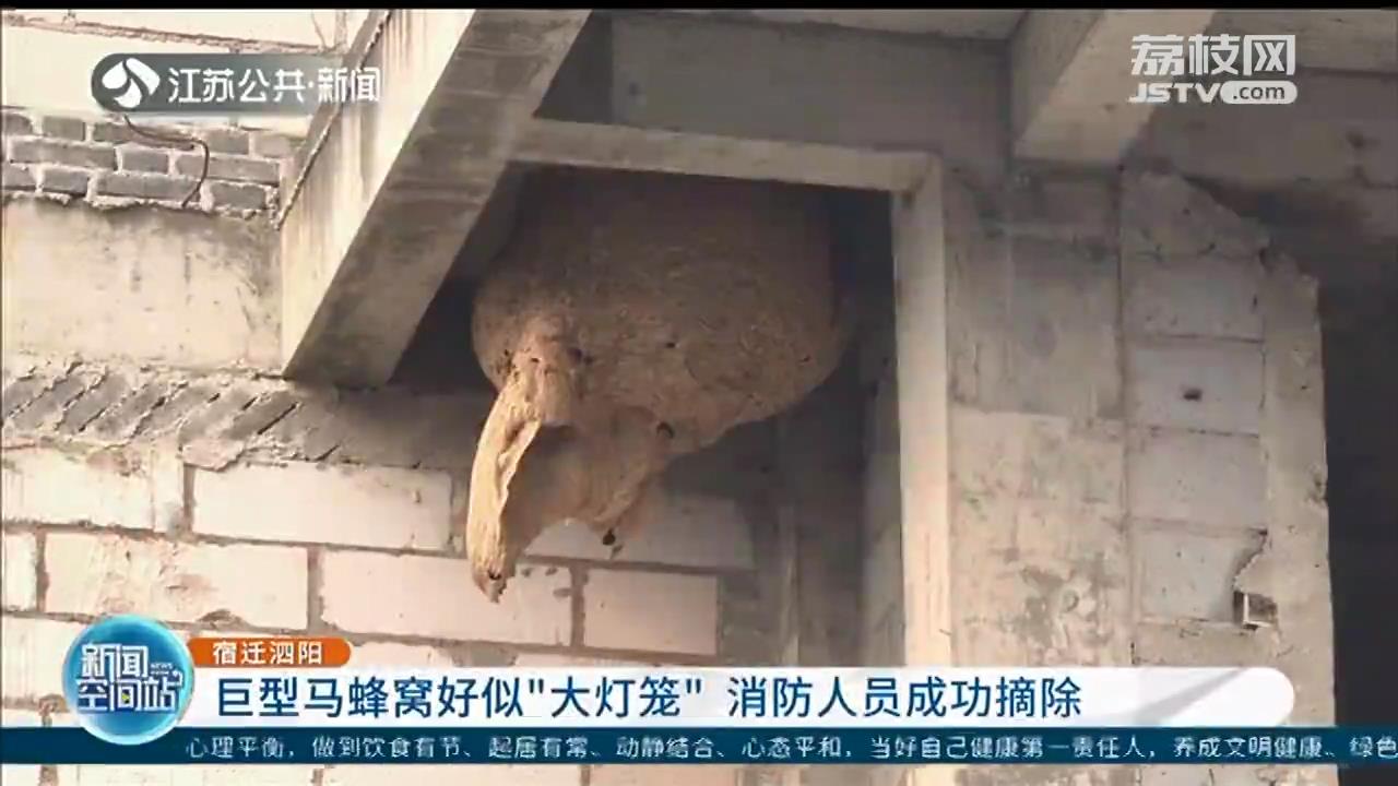 泗阳：巨型马蜂窝好似&ldquo;大灯笼&rdquo;，直径约1米 消防员成功摘除