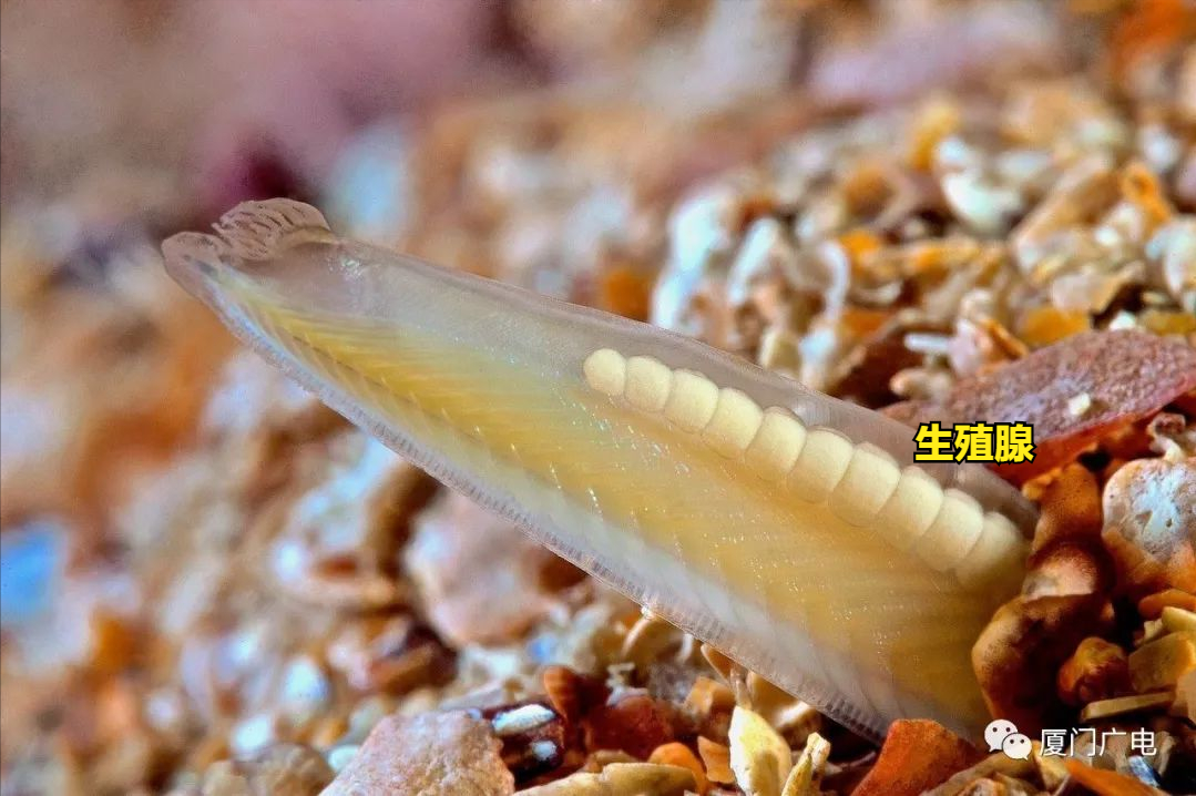 文昌鱼:似鱼非鱼,种类不多,却在动物界地位特殊