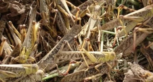 为何古代闹蝗灾，会有无数人饿死，难道古人不