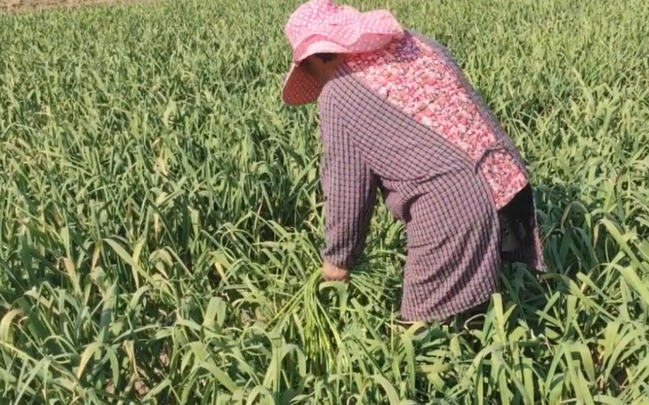 农村新工作一天180，简单好干但是年轻人干不了