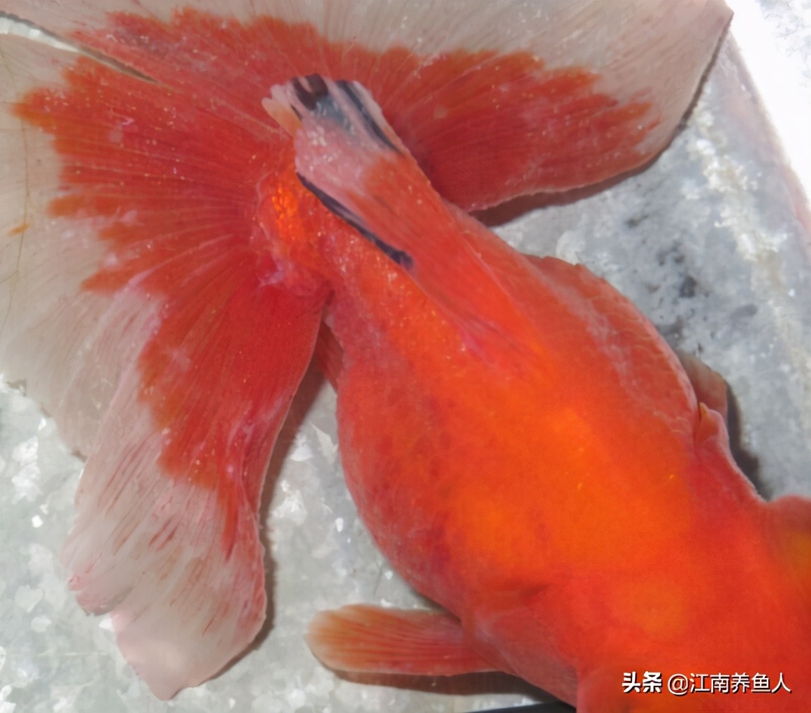 觀賞魚最常見的8種魚病 及其治療和預防辦法 早晚都會用到 江南養魚人 Mdeditor