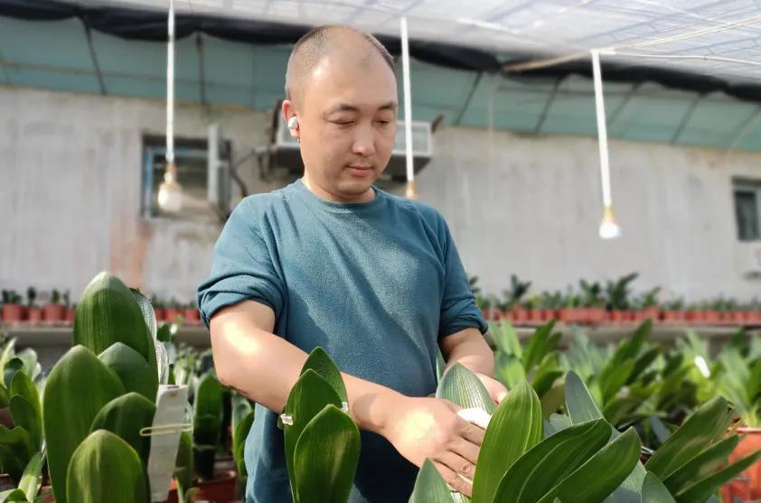3万-5万元，一场君子兰直播销售量。任君揭秘绿植的赚钱方法