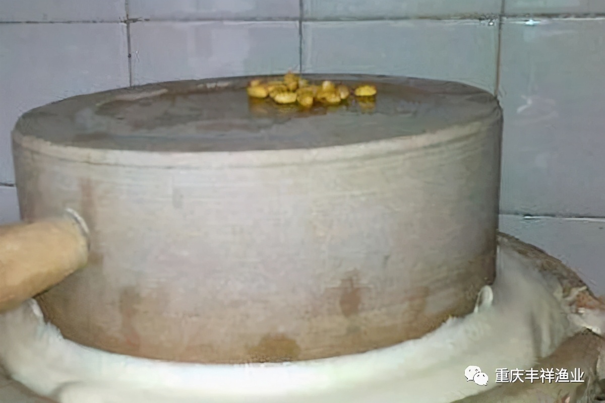 水花苗傳統(tǒng)培育：魚苗綠色食物---熟蛋黃水、生豆?jié){飼喂養(yǎng)魚法