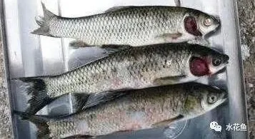 魚類“白露瘟”及其應對措施:“白露劫”并不怕!“渡劫”并不難