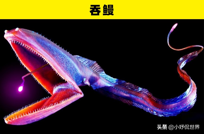 深海100000米以下生物