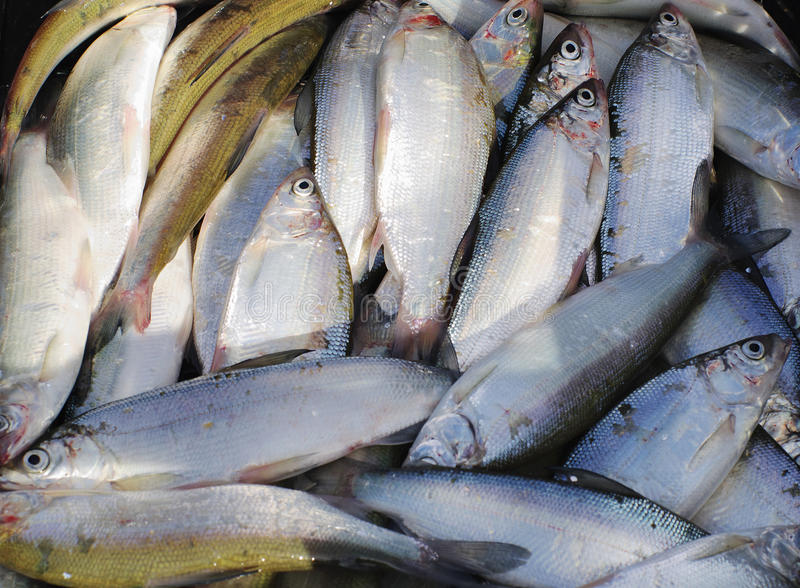 新疆赛里木湖高白鲑移植20年如今成冷水鱼宝藏