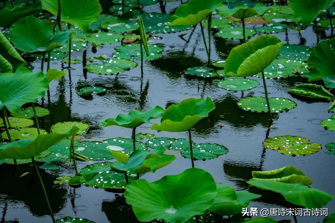 夏雨，少了些含蓄，多了几分莽撞-第1张图片-诗句网