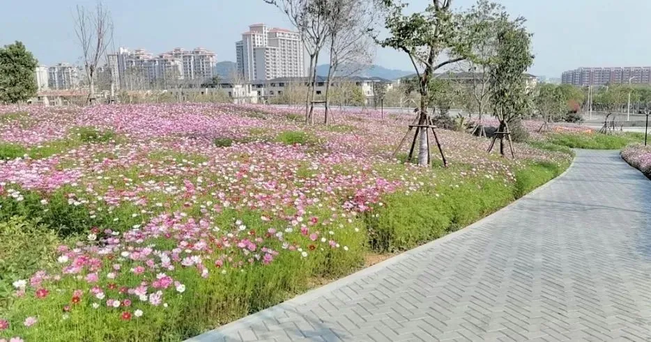 美如画!这里大片波斯菊惊艳绽放,还有你不知道的