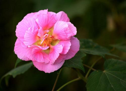 芙蓉花養殖的最佳方法芙蓉花的扦插方法