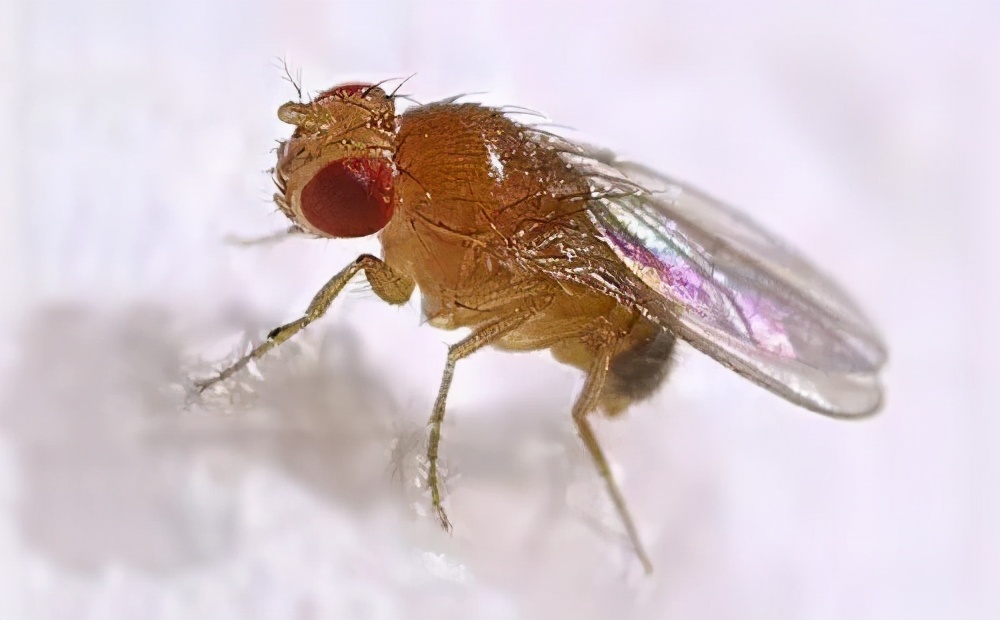 警惕生物戰(zhàn)！海關(guān)截獲美國包裹，7000只黑腹果蠅恐成為果農(nóng)噩夢