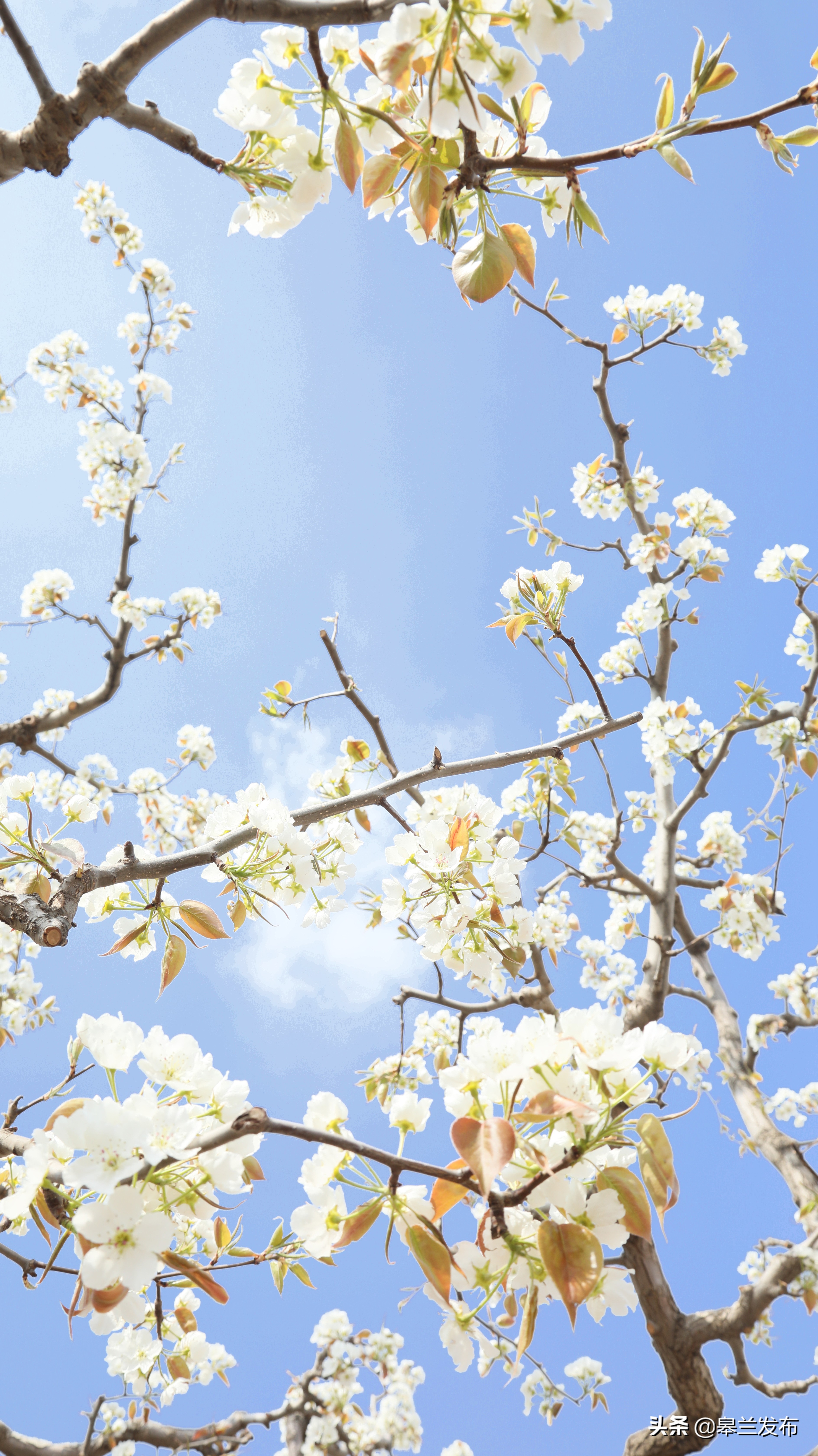 梨花胜雪共赴春天之约