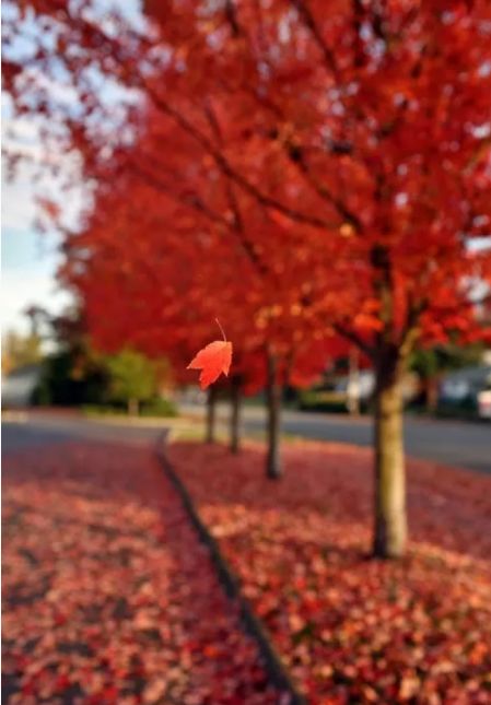 秋风起，在秋天里，赴一场诗意之约-第7张图片-诗句网
