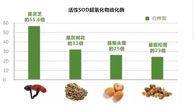 听说过白桦茸的人，一年省下半年的药钱