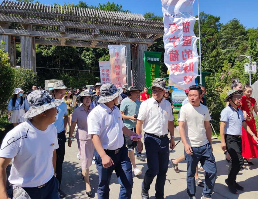 “寿宁葡萄，甜蜜的味道”2020年寿宁葡萄丰收节圆满举办成功