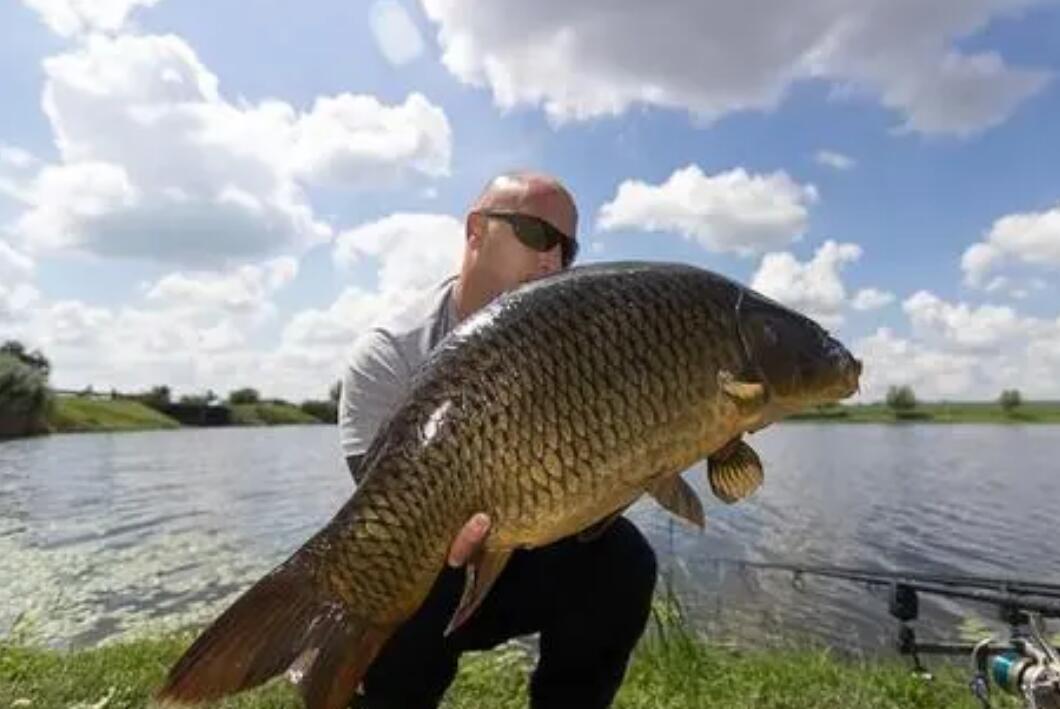 澳大利亞重金通緝一條鯉魚，懸賞500萬！這條鯉魚究竟做了什么？