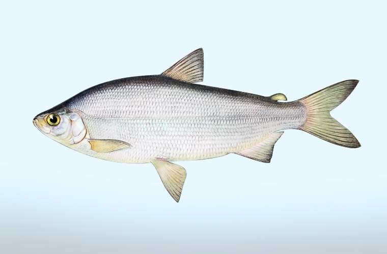 赛里木湖：高白鲑移植20年，如今成冷水鱼“宝藏”？