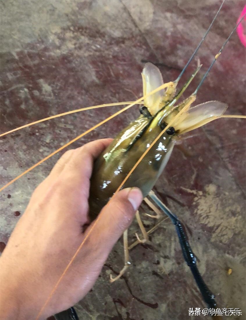 "超级虾"现身国内,最大能长1斤多!钓鱼发烧友远赴湄公河探钓