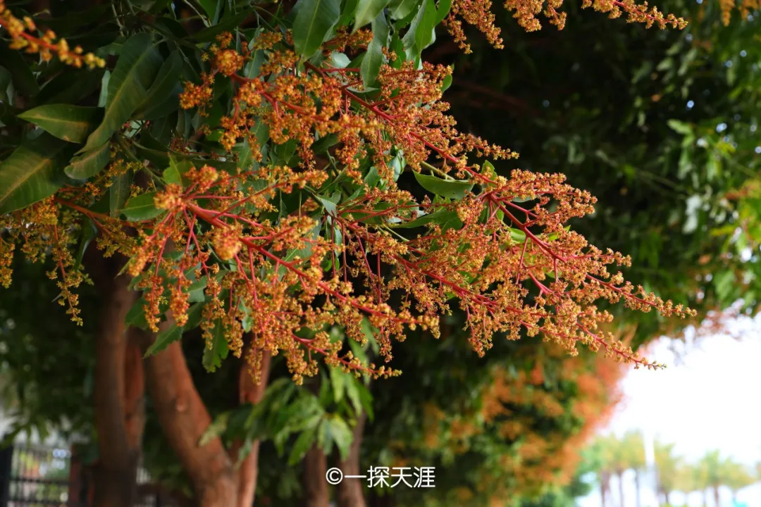 厦门华侨博物馆门口,一棵芒果树突然长成了猩猩的模样