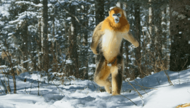 八部最新自然纪录片，陪你度过一个有意义的寒假