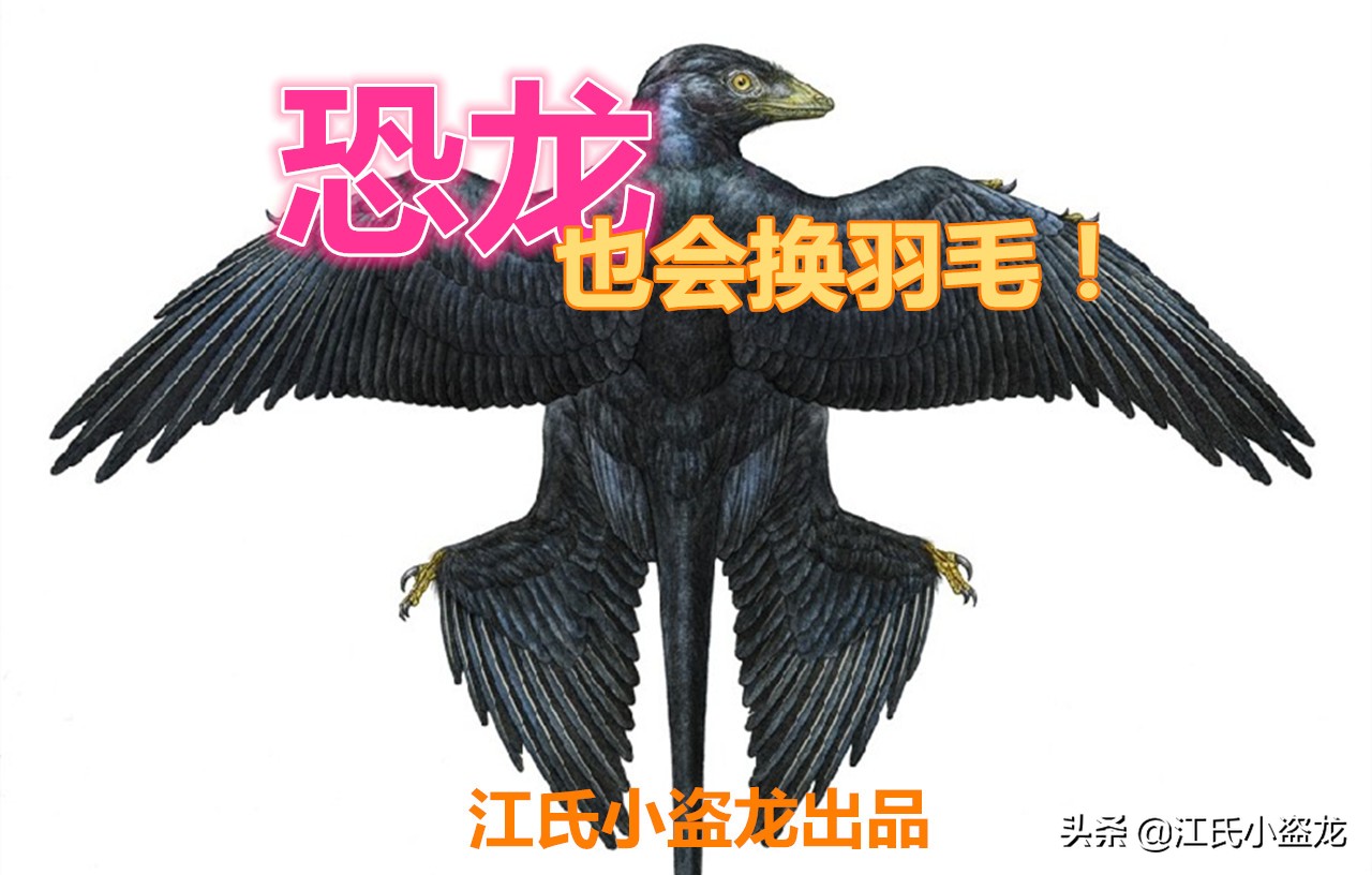 來自中國的羽毛恐龍是這麽換羽毛的