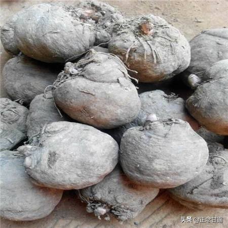发展中的魔芋种植市场，切记小心买错种错了品种