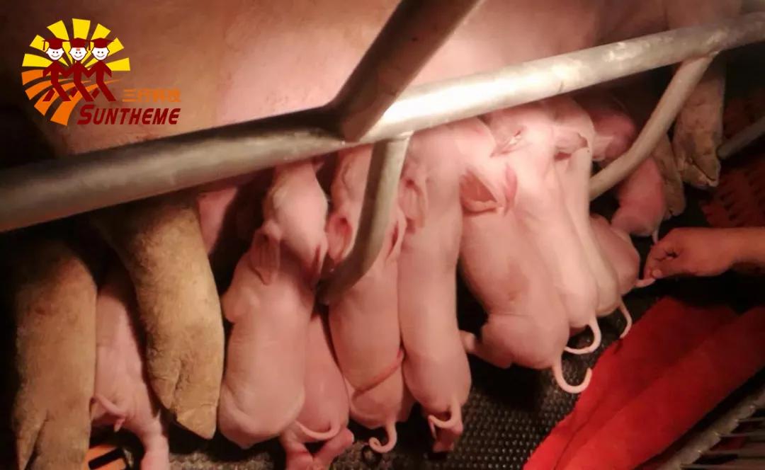 牲血旺解决母猪贫血，提高繁殖性能，轻松多产一头合格仔猪