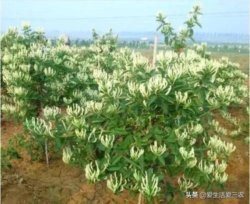 种植药材哪种赚钱（适合种植的4种药材推荐）