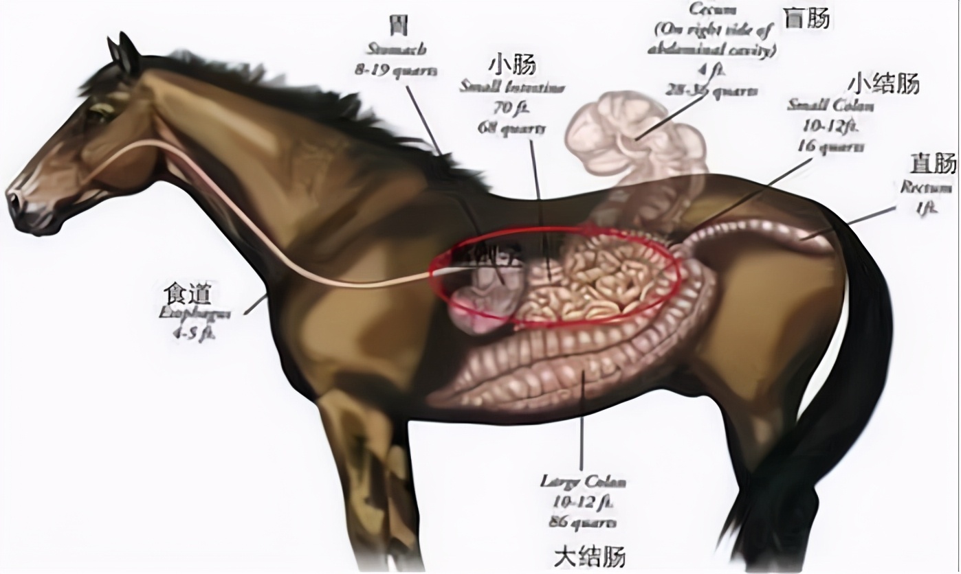 馬肉和牛肉都是肉，為何人類愛吃牛肉，而幾乎不吃馬肉？