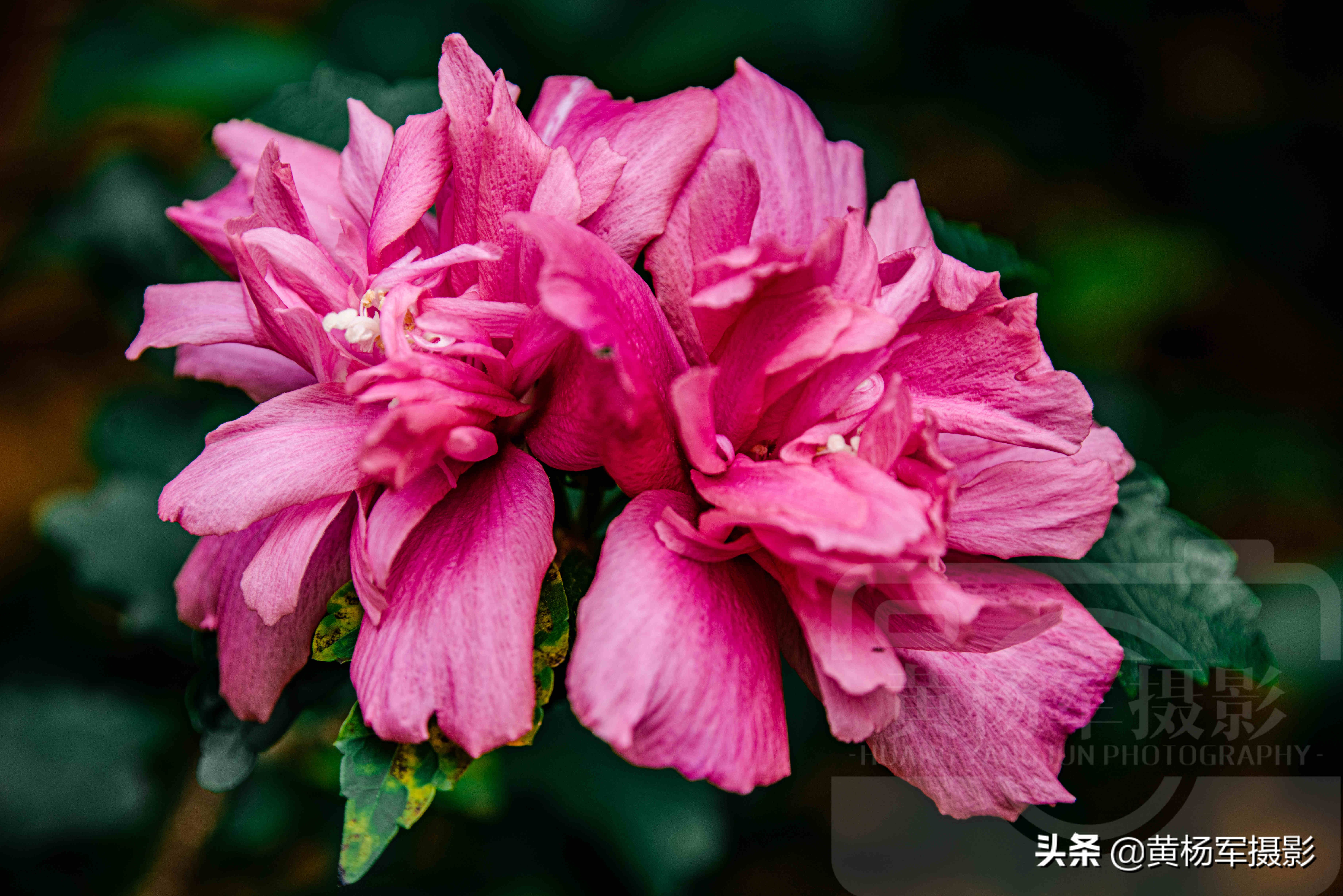 夏日絢爛綻放的木槿花 朝開暮落 豔麗多姿的綠葉紅花非常漂亮 黃楊軍攝影 Mdeditor