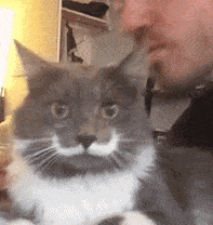 女孩睡著後被貓打了4個小時，但小貓咪可能沒什麽壞心思