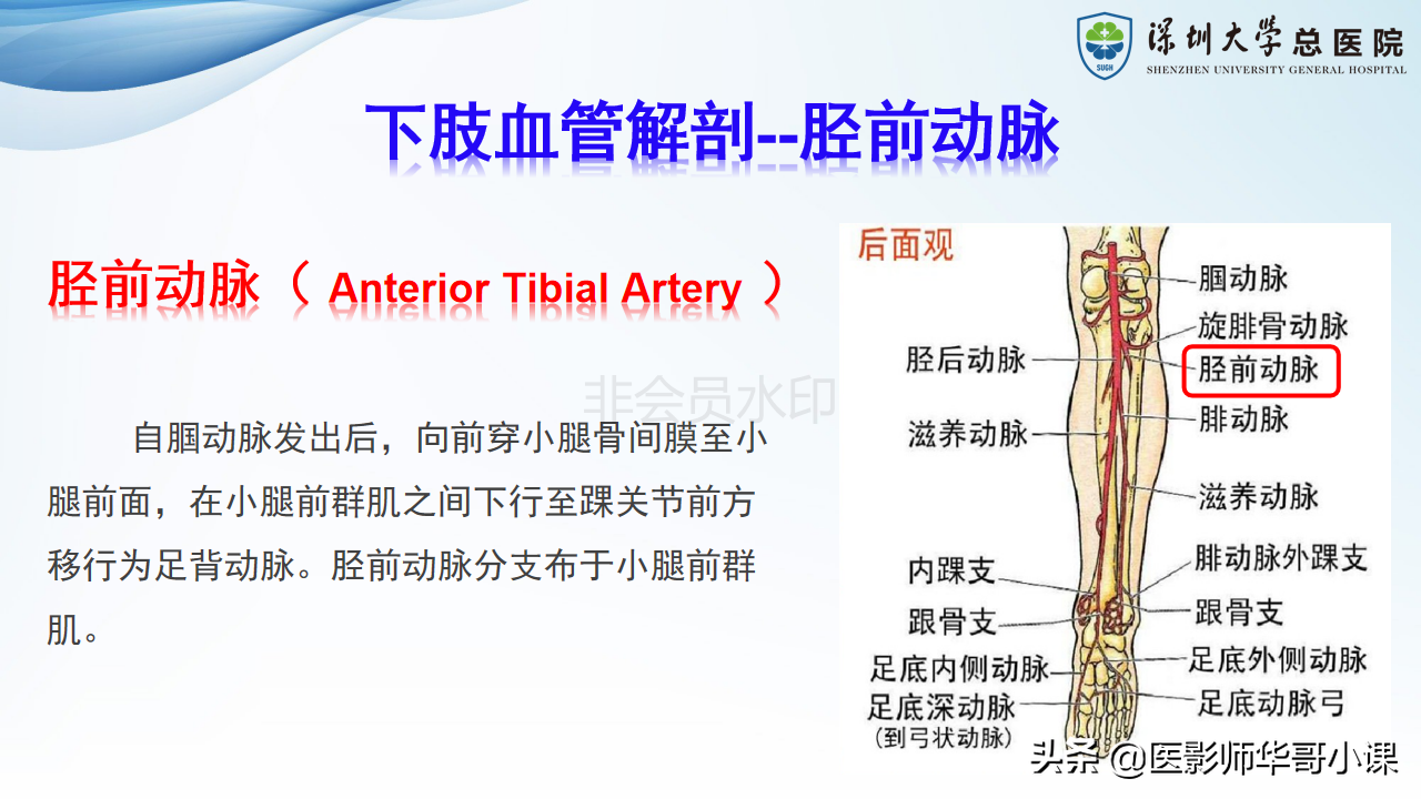 磁共振非增强双下肢血管MRA