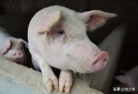 反转！华北、东北迎来上涨，难道猪价已“跌到