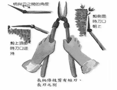 园林景观-乔木、灌木、藤本植物养护技术规范