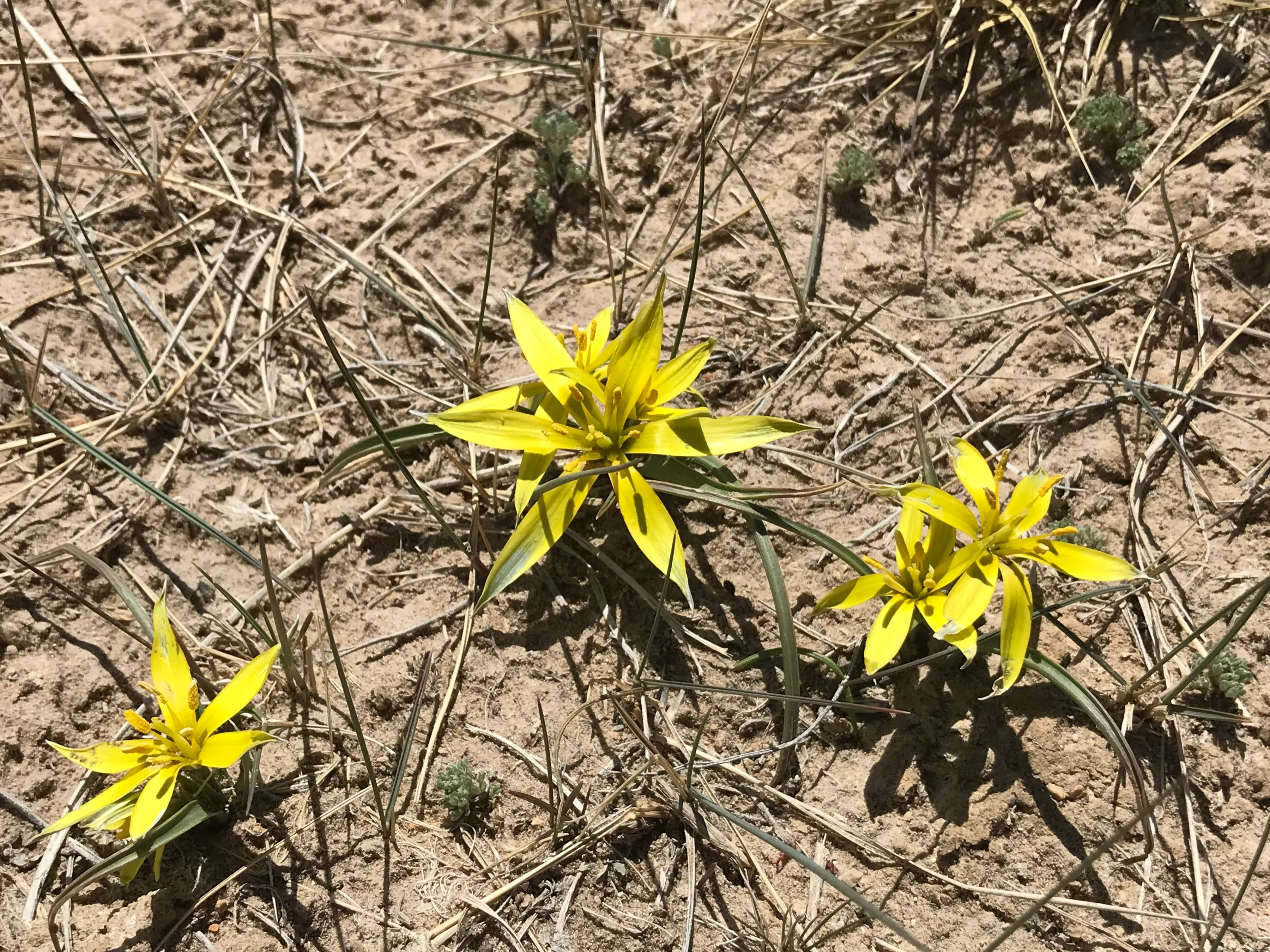 Colorful Qaidam (6) Golmud