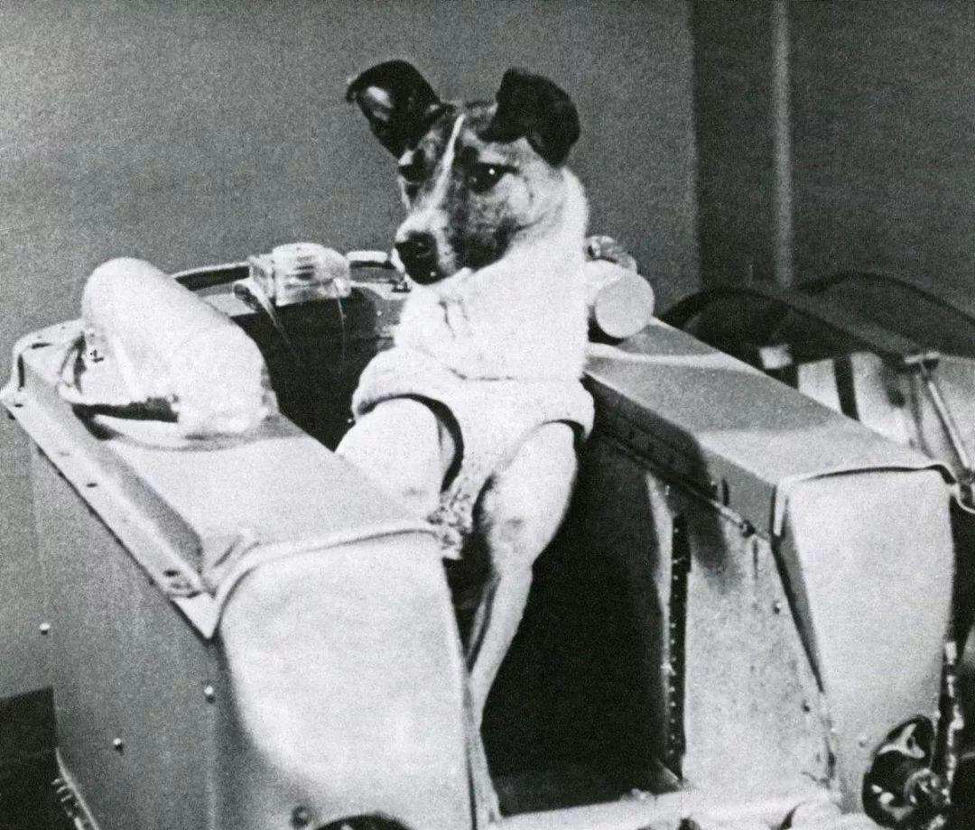第一个进入太空的狗，升空前就知回不来，死亡真相也被隐瞒45年