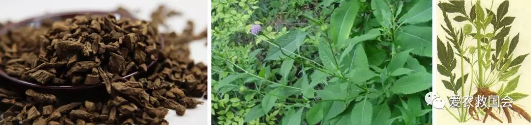 茶人借鉴：中医药特色小镇的发展与思考