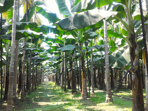 集集香蕉观光工厂对产业旅游的启示