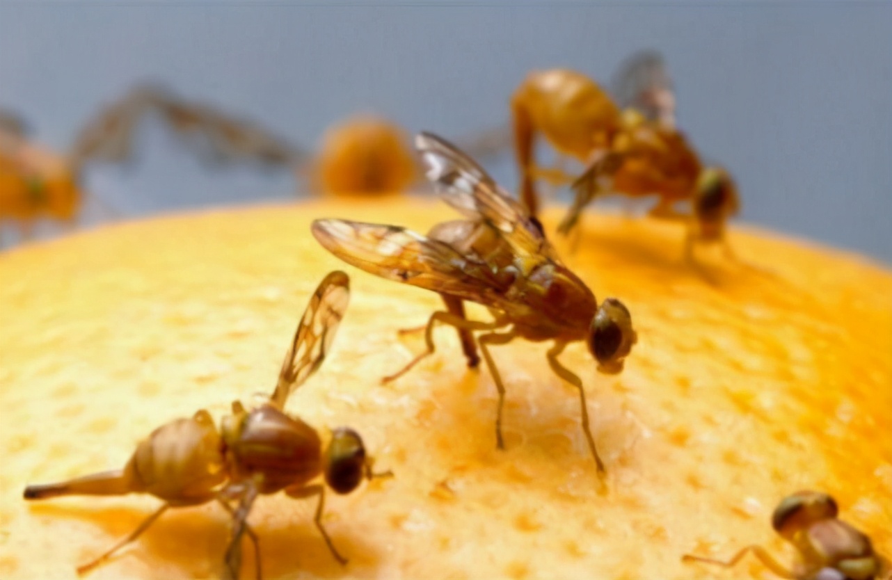 警惕生物戰(zhàn)！海關(guān)截獲美國包裹，7000只黑腹果蠅恐成為果農(nóng)噩夢