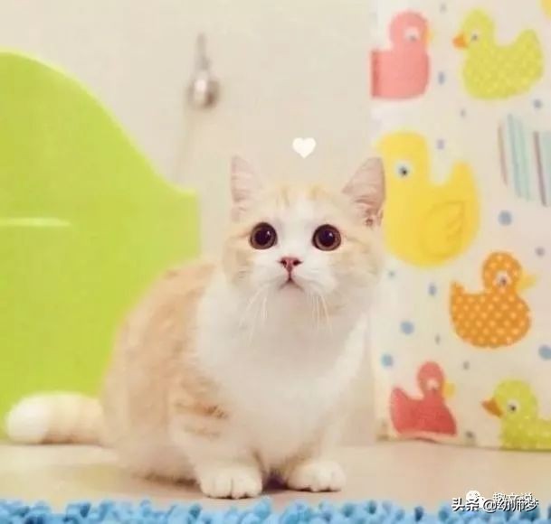可爱调皮幽默的早安句子 早安爆笑短句搞笑图片