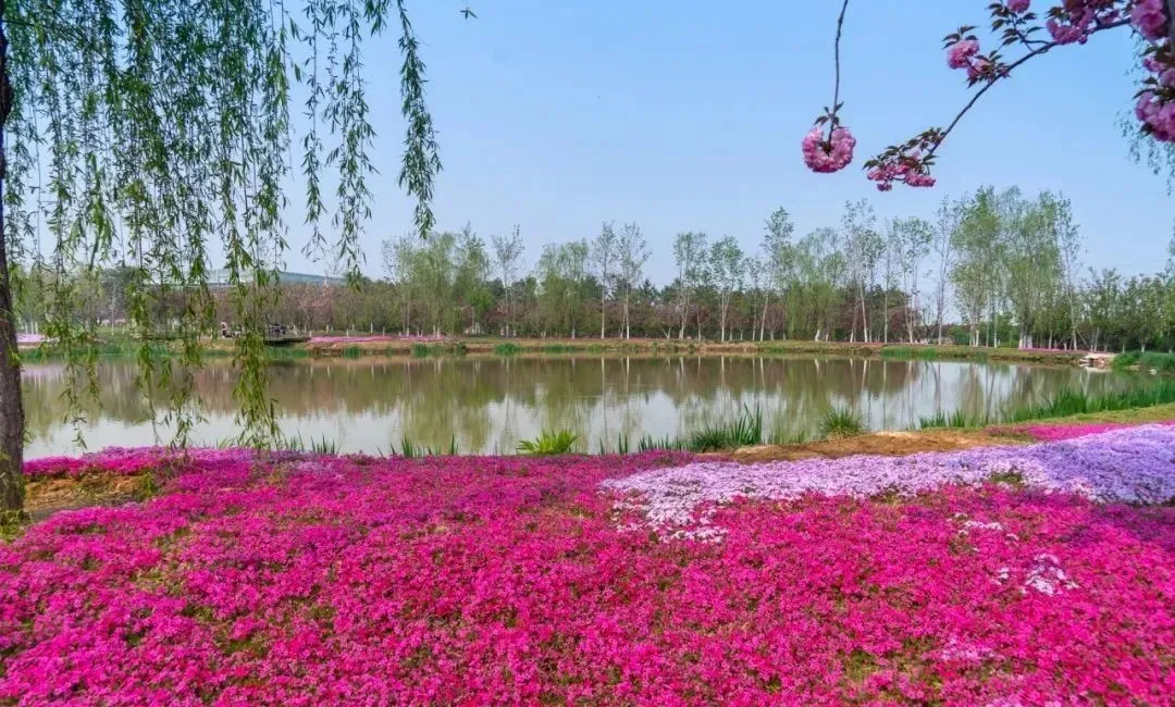 醉美人间四月天!这是济南章丘的四月美景