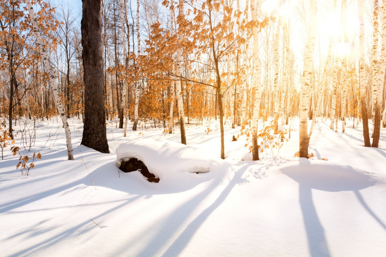 八首冬日雪诗，读完心中暖暖的-第7张图片-诗句网